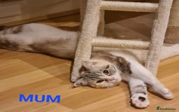 Persian cats for sale: Beautiful Persian X BSH Kittens  - Image 4