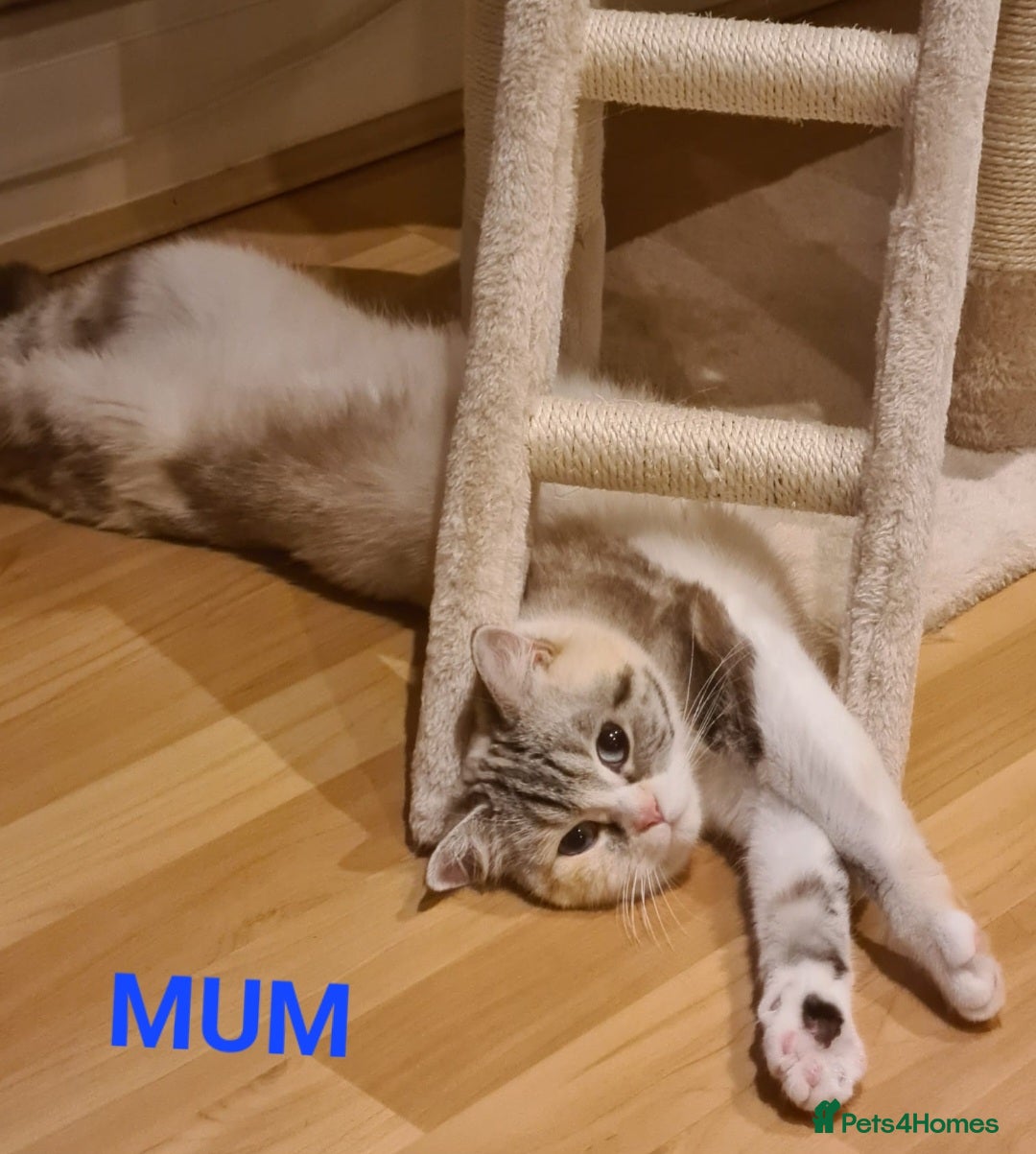 Persian cats for sale: Beautiful Persian X BSH Kittens  - Image 4