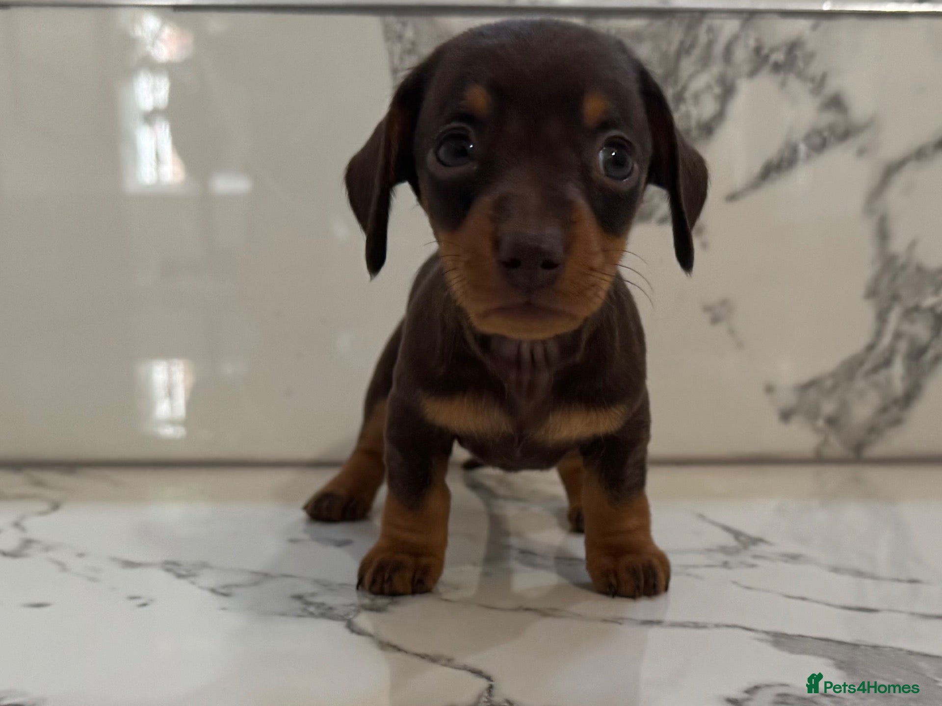 Miniature Dachshund dogs KC miniature dachshunds - Tiny. Sunning! - Advert 2