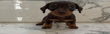 Miniature Dachshund 4