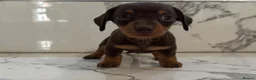 Miniature Dachshund dogs for sale: KC miniature dachshunds - Tiny. Sunning! - Advert 17