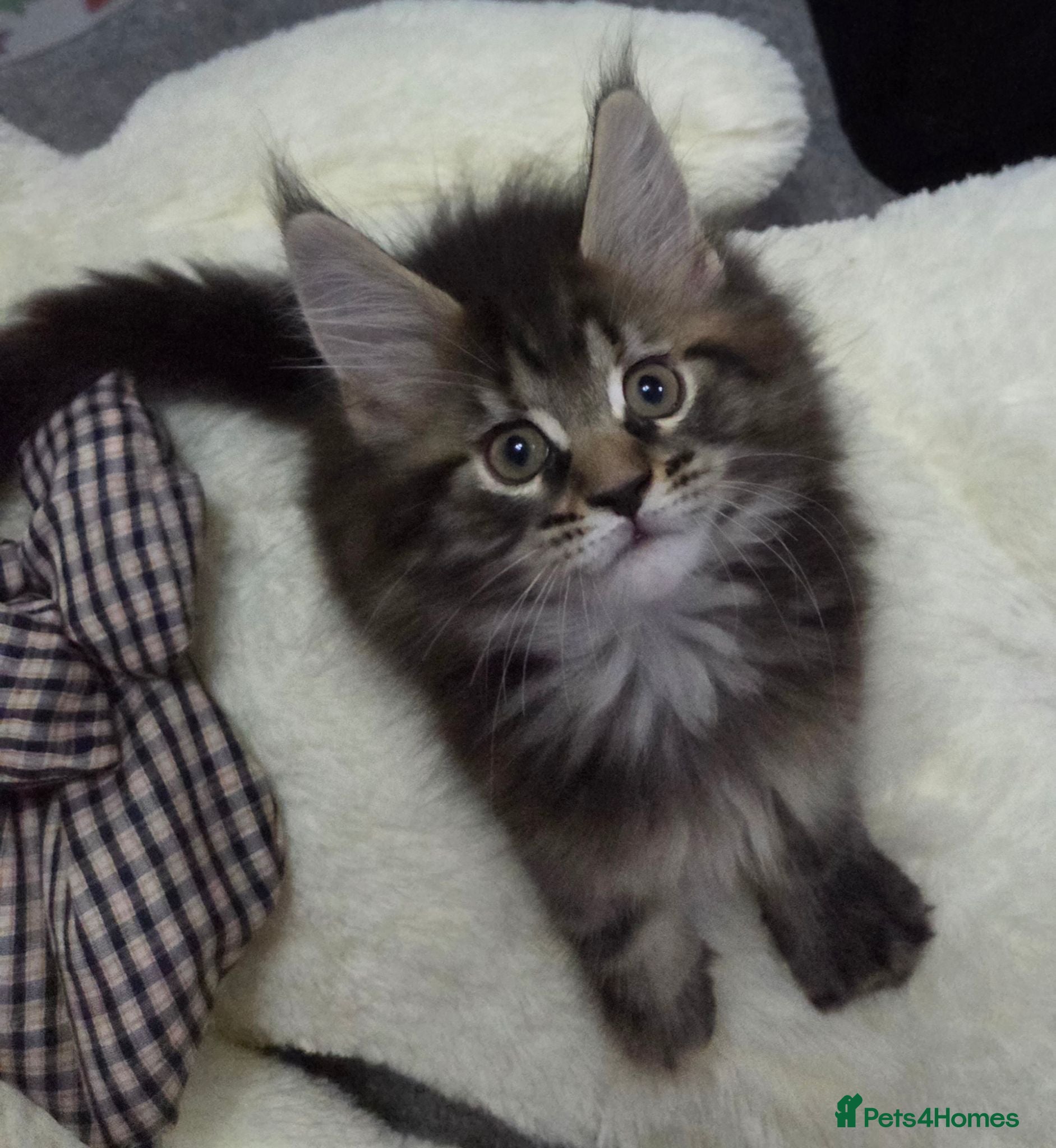 Maine Coon cats 🌟 1 Stunning Torbie girl left 🌟 TICA reg'd🌟 - Advert 11