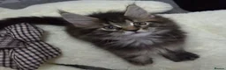 Maine Coon cats for sale: 🌟 1 Stunning Torbie girl left 🌟 TICA reg'd🌟 - Advert 9