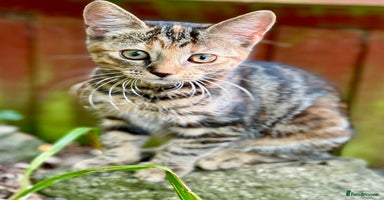 Mixed Breed cats - Advert 14