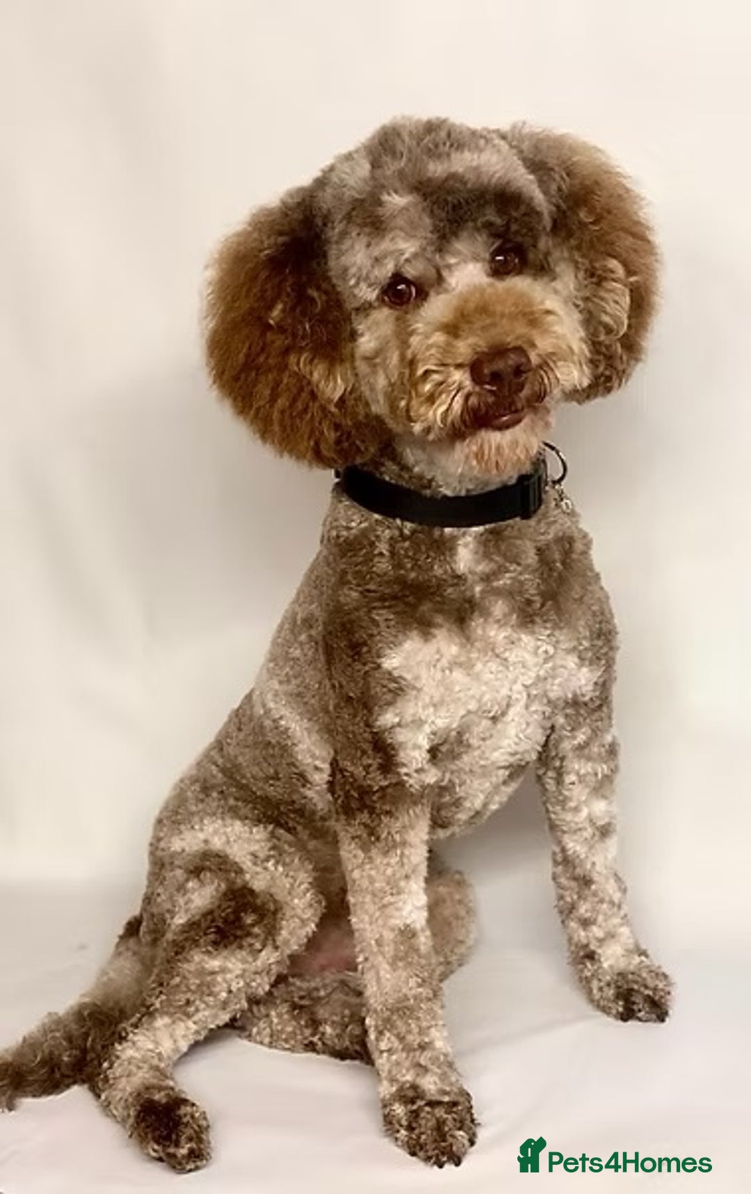 Mini Goldendoodle dogs for sale: Beautiful F1 Miniature Goldendoodle Puppies  - Advert 9