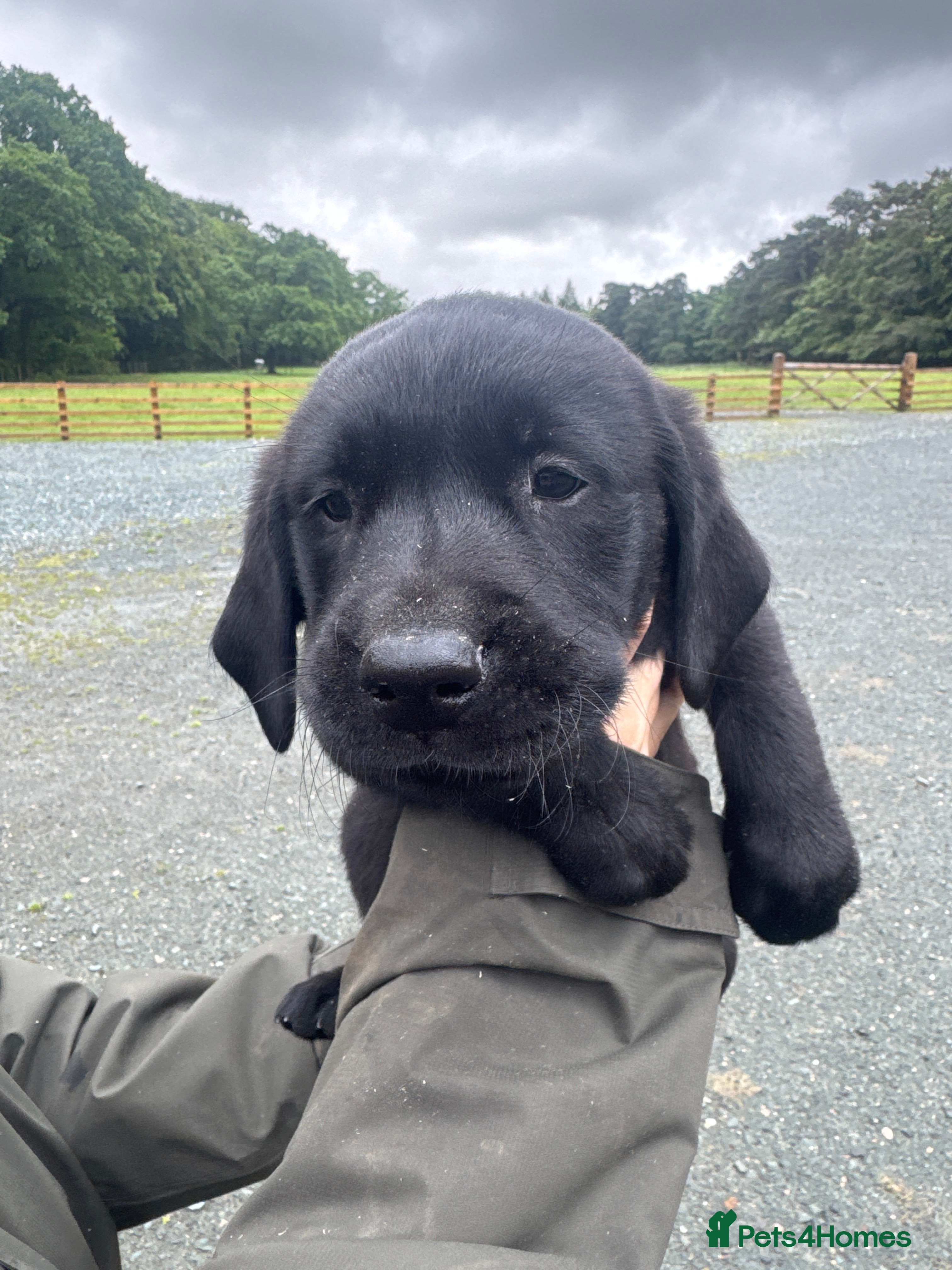 Labrador Retriever dogs for sale: Working KC reg Black Lab puppies FCTH pedigree  - Advert 9