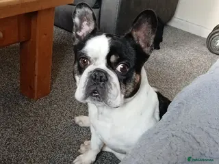 French Bulldog dogs Male French Bulldog - Advert 1