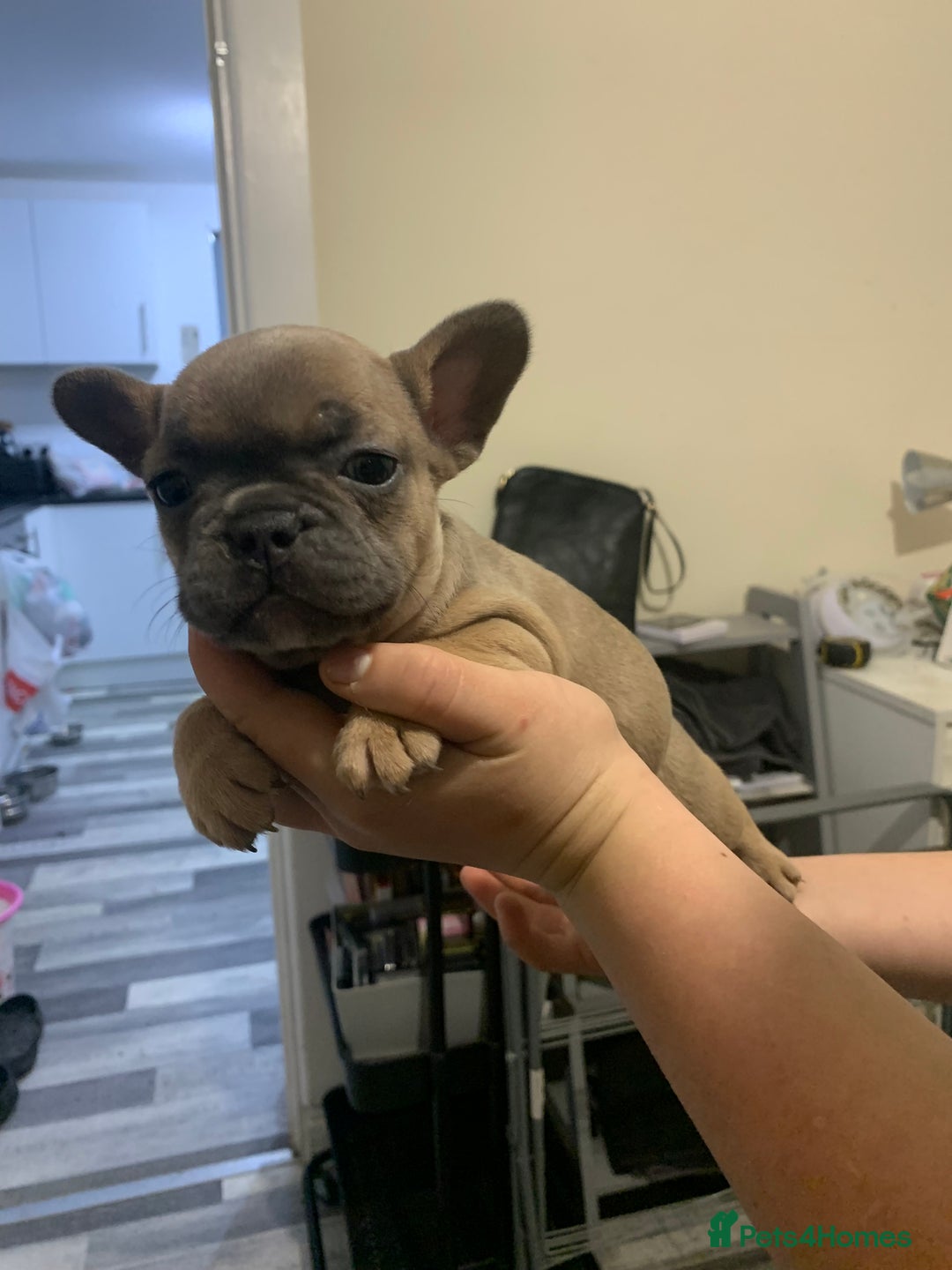 French Bulldog dogs for sale: French bulldogs  - Advert 5