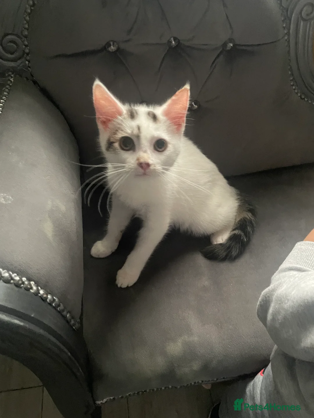 Mixed Breed cats for sale: Kittens for sale bradford - Advert 7