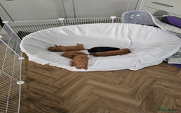 Jackapoo dogs for sale: 3 Beautiful F1B Jackapoo puppies. - Image 11
