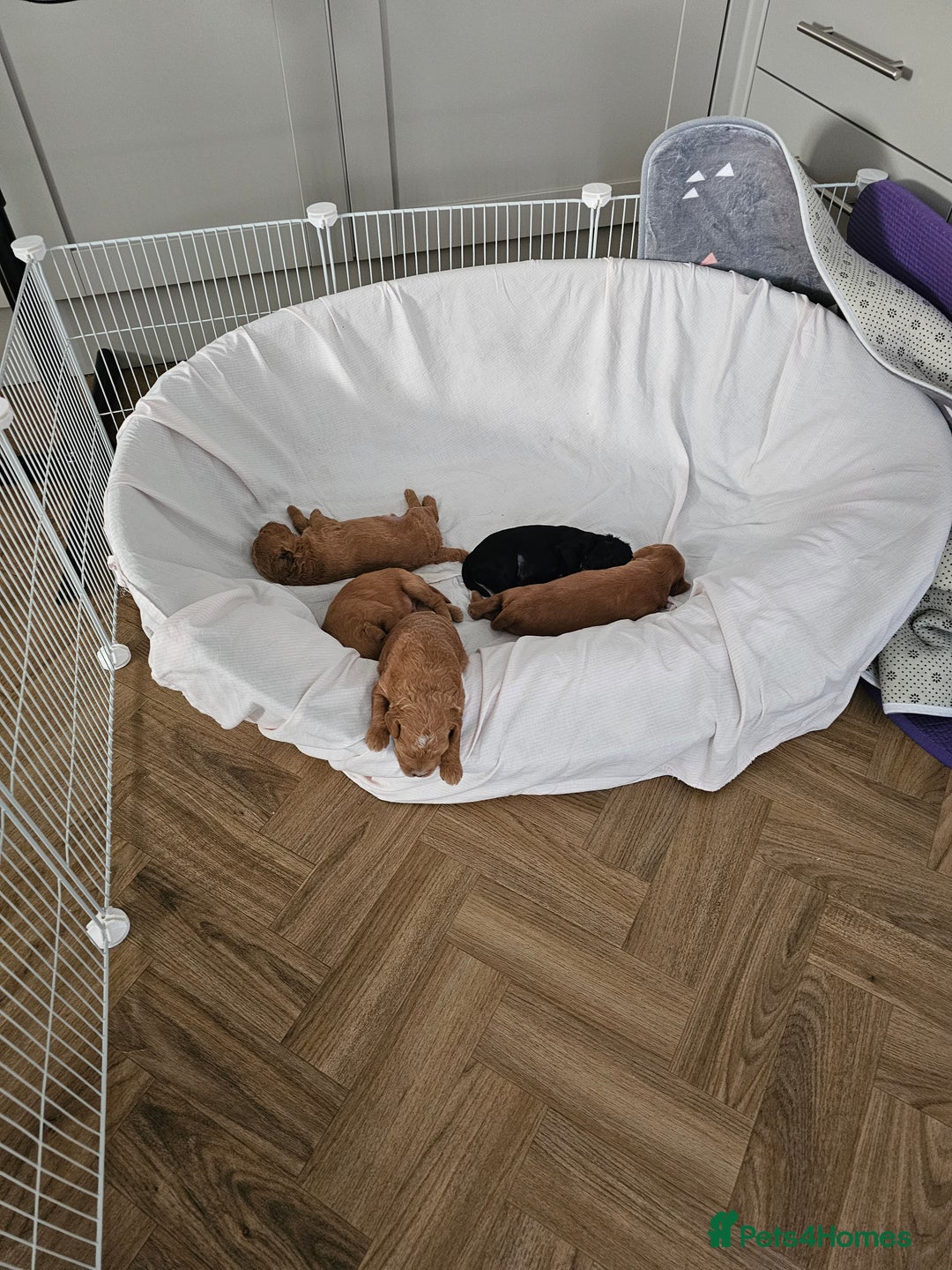 Jackapoo dogs for sale: 3 Beautiful F1B Jackapoo puppies. - Image 11