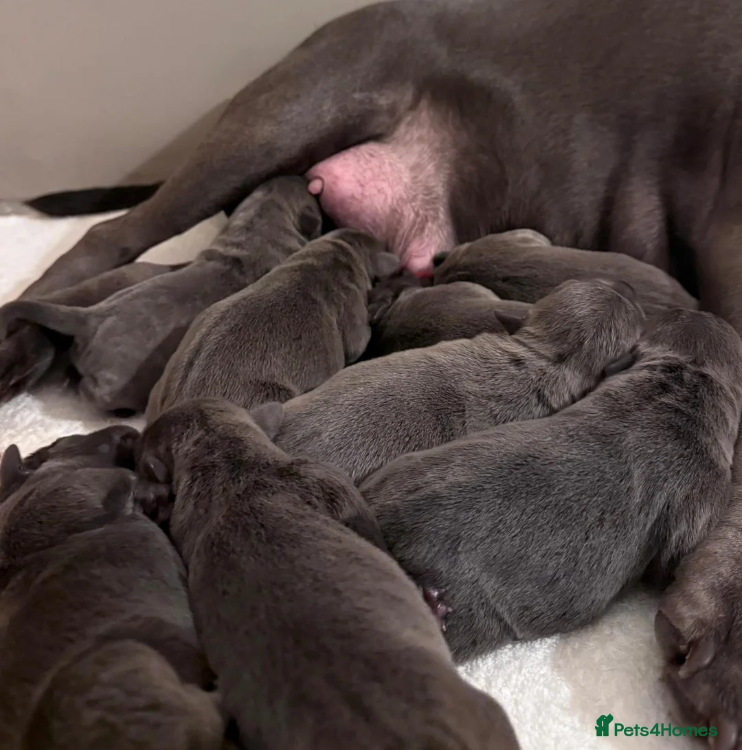 Staffordshire Bull Terrier dogs for sale: SUPERIOR BLUE STAFFORDSHIRE BULL TERRIER PUPS  - Advert 17