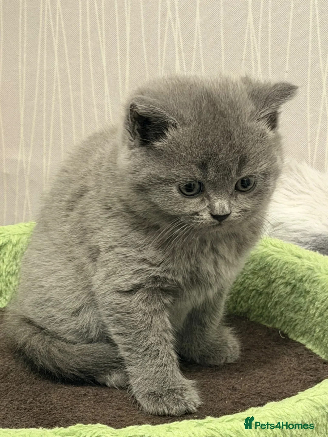 British Shorthair cats for sale: Gorgeous British shorthair kittens available  in Coventry - Advert 2