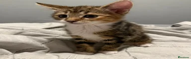 Domestic Shorthair Kitten 2