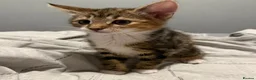Domestic Shorthair cats for sale: 3 beautiful tabby kittens - Advert 7