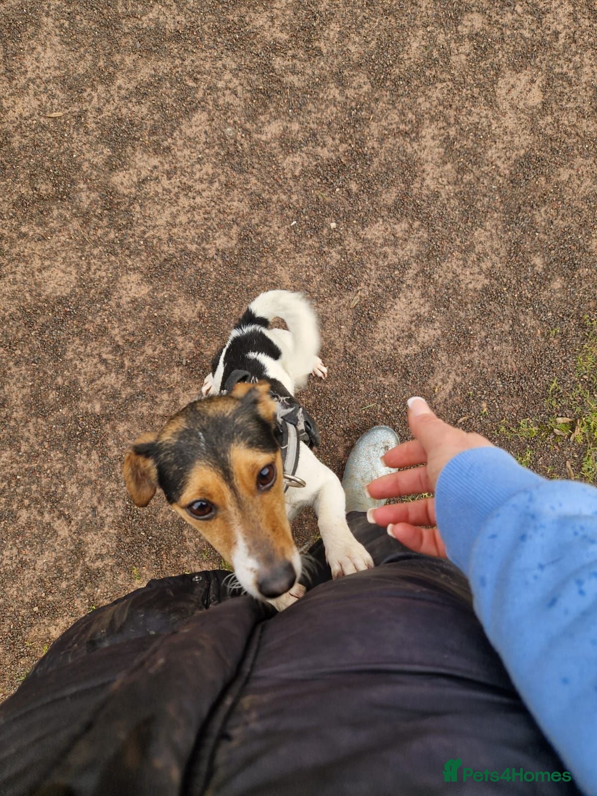 Jack Russell dogs Jack russell puppies ready to leave - Advert 4