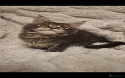 Maine Coon cats for sale: Beautiful Maine Coon girl ready now! 💫🤍 - Image 3
