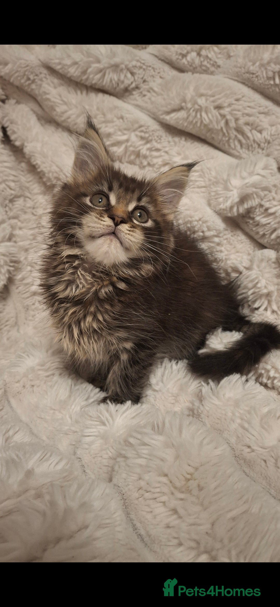 Maine Coon cats for sale: Beautiful Maine Coon girl ready now! 💫🤍 - Image 3