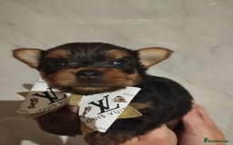 Yorkshire Terrier dogs for sale: 💝💝Beautiful miniature babies 💝💝 - Image 12