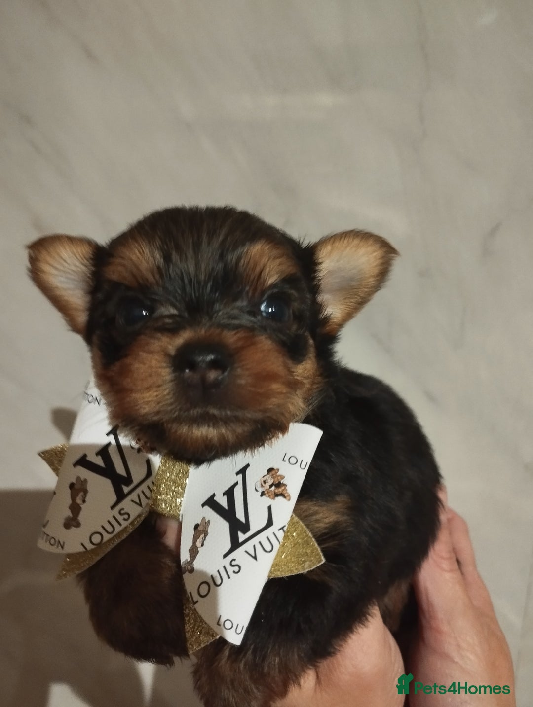 Yorkshire Terrier dogs for sale: 💝💝Beautiful miniature babies 💝💝 - Image 12