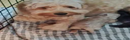 Cockapoo dogs for sale: Cockapoo  in Birmingham - Advert 1