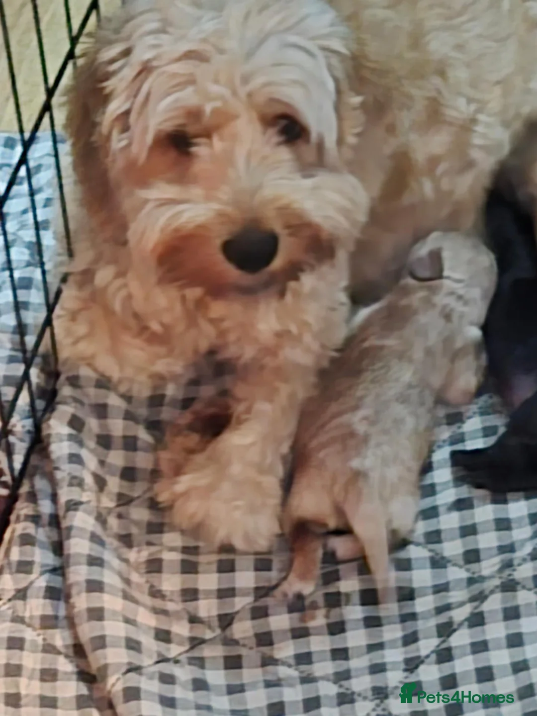 Cockapoo dogs for sale: Cockapoo  in Birmingham - Advert 1