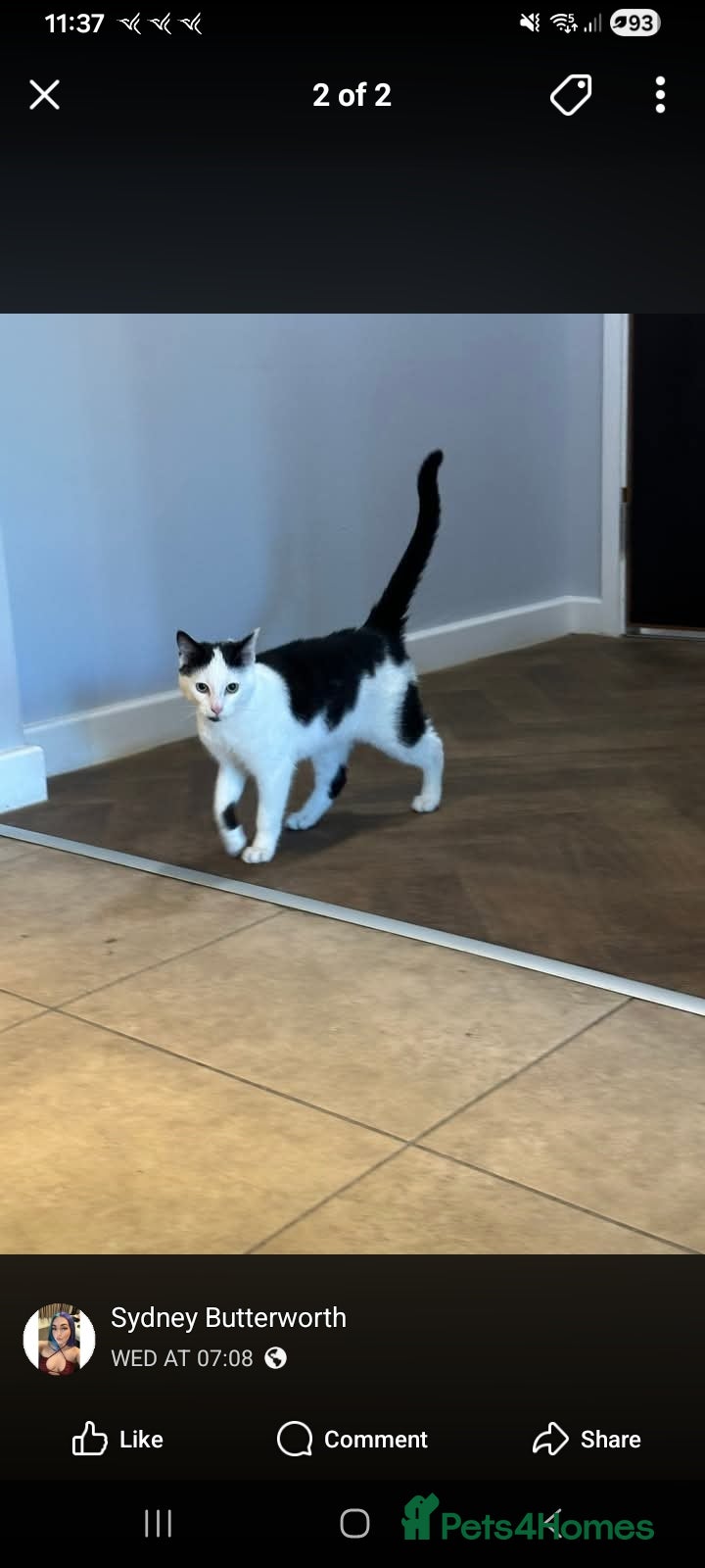 Mixed Breed cats Male kitten cat - Advert 2
