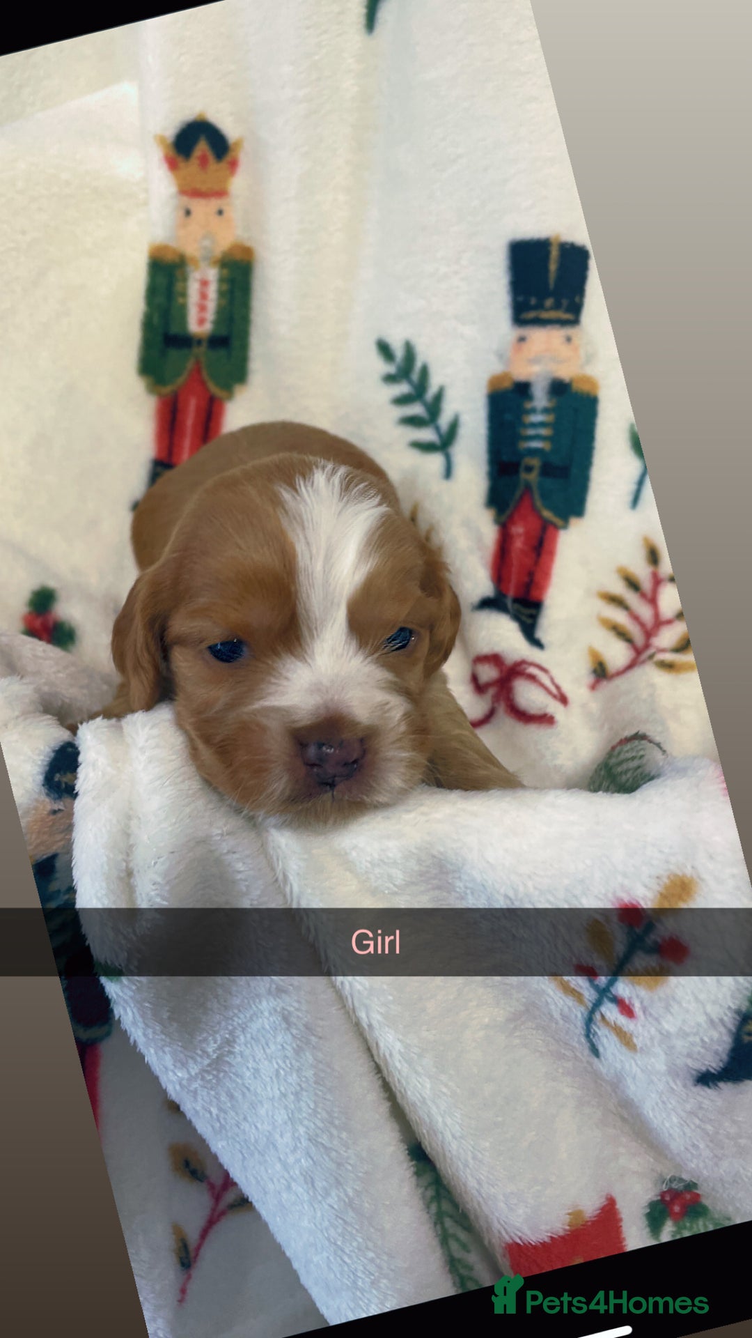 Cocker Spaniel dogs for sale: Cockers  - Advert 6