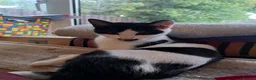 Domestic Shorthair cats for sale: Kittens for sale in Runcorn - Advert 9