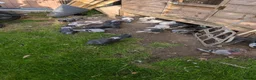 Pigeons birds for sale: Pigeons Mixed Variety  - Advert 17