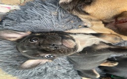 French Bulldog dogs for sale: French bulldog - Image 20