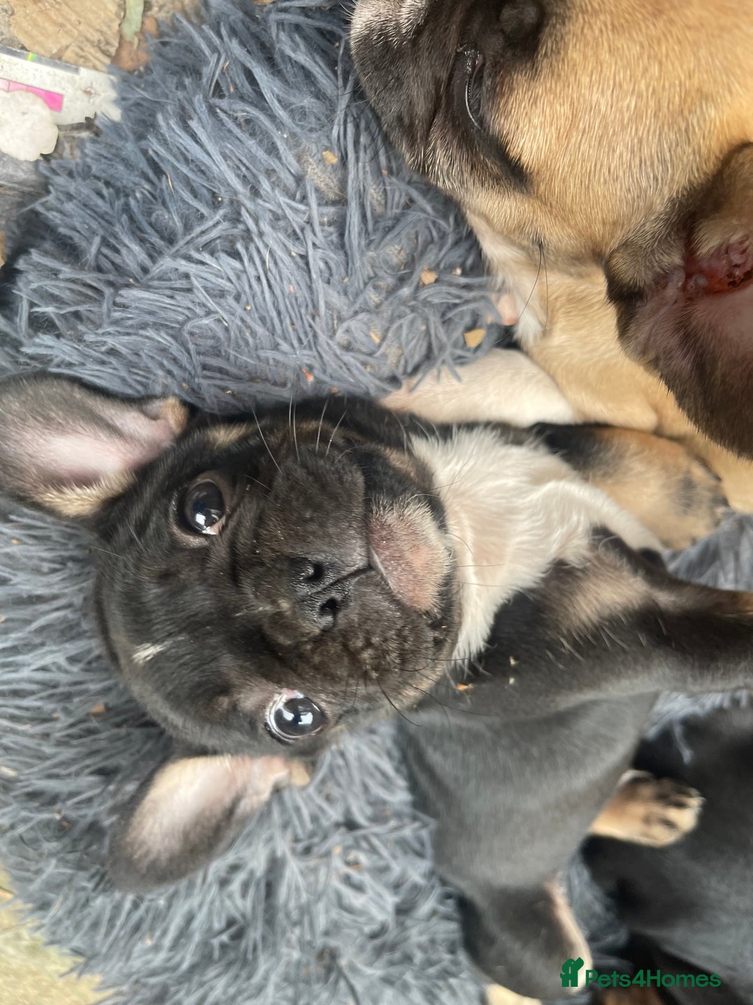French Bulldog dogs for sale: French bulldog - Image 20