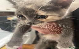 Domestic Shorthair cats for sale: Beautiful grey kittens - Image 8