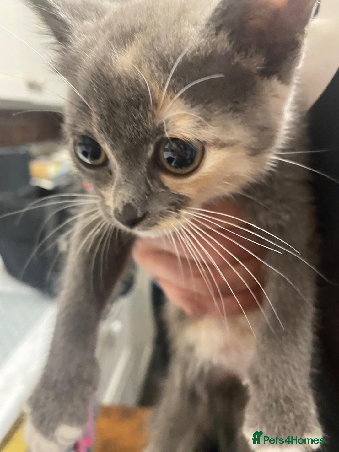 Domestic Shorthair cats for sale: Beautiful grey kittens - Image 8