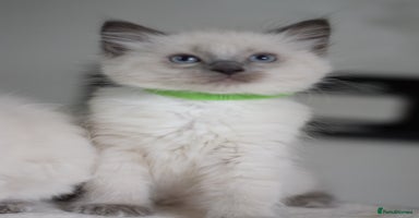 Ragdoll cats - Advert 5
