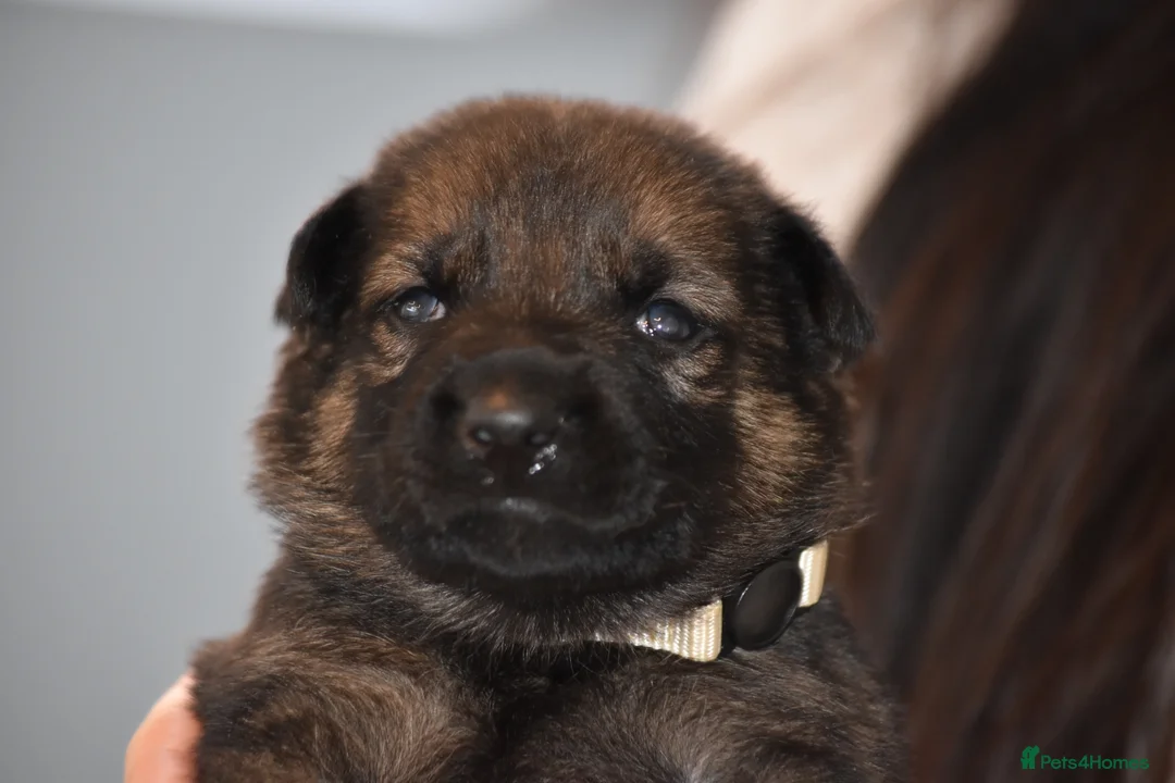 Mixed Breed dogs for sale: GSD × Dutch Herder – Top European Working Lines - Advert 34