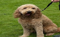 Double Doodle dogs for sale: Double doodles due soon!  - Image 2