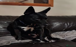 Mixed Breed dogs for sale: ***FERN RESCUE***TYSON 6 YO CROSSBREED - Image 2