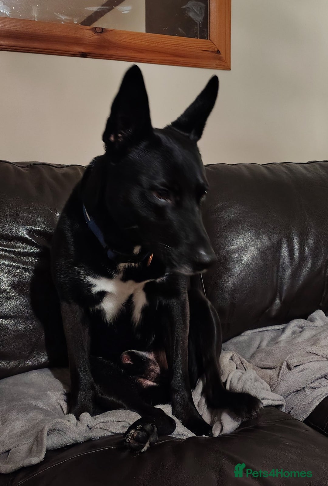 Mixed Breed dogs for sale: ***FERN RESCUE***TYSON 6 YO CROSSBREED - Image 2