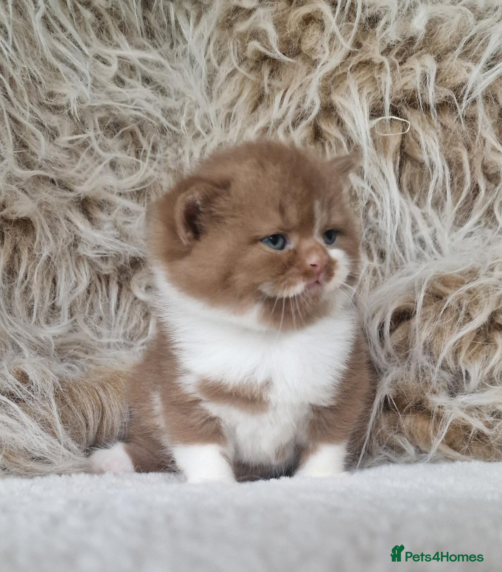 British Shorthair cats Tica Reg British Shorthair Cinamon  / White boy - Advert 2