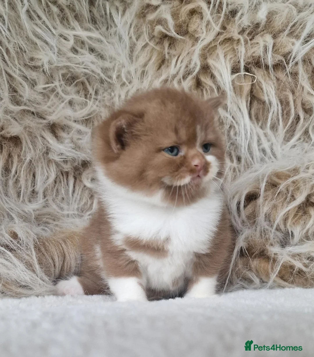 British Shorthair cats for sale: Tica Reg British Shorthair Cinamon  / White boy in Wigan - Advert 2