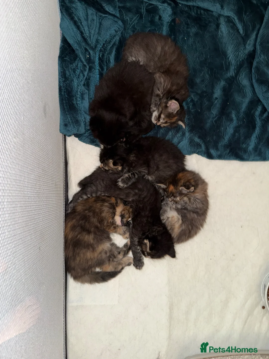 Mixed Breed cats for sale: 6 extremely fluffy kittens  in Rugby - Advert 13