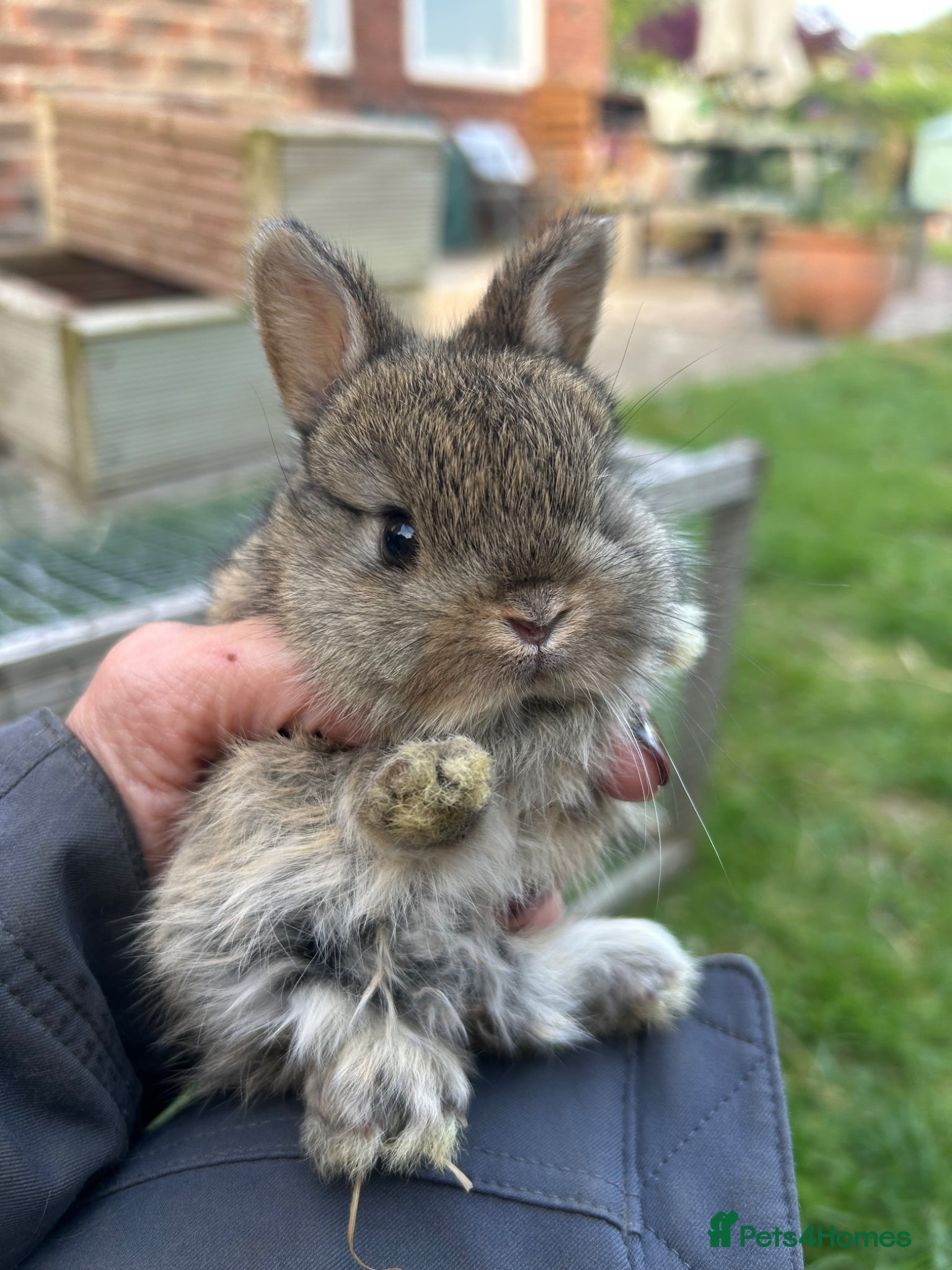 Mini Lop rabbits for sale: Stunning pure mini lop & Mini Rex X ML   - Advert 16
