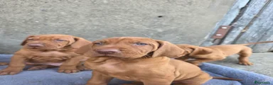 Hungarian Vizsla 4
