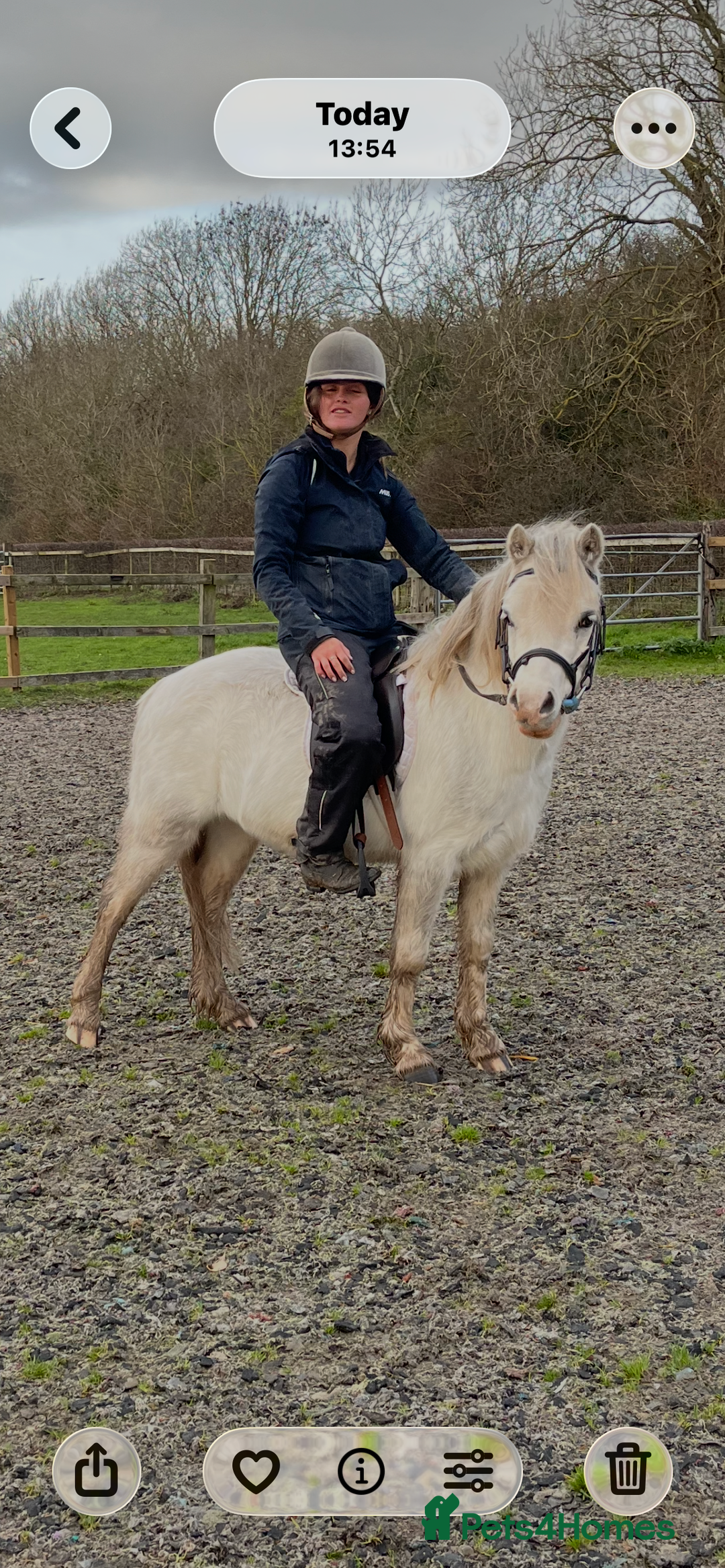 Welsh Section A horses for sale: Barbarossa dream time - Advert 9