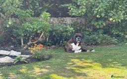 Boxer dogs for sale: Champion Sired KC reg Boxer puppies available - Image 14
