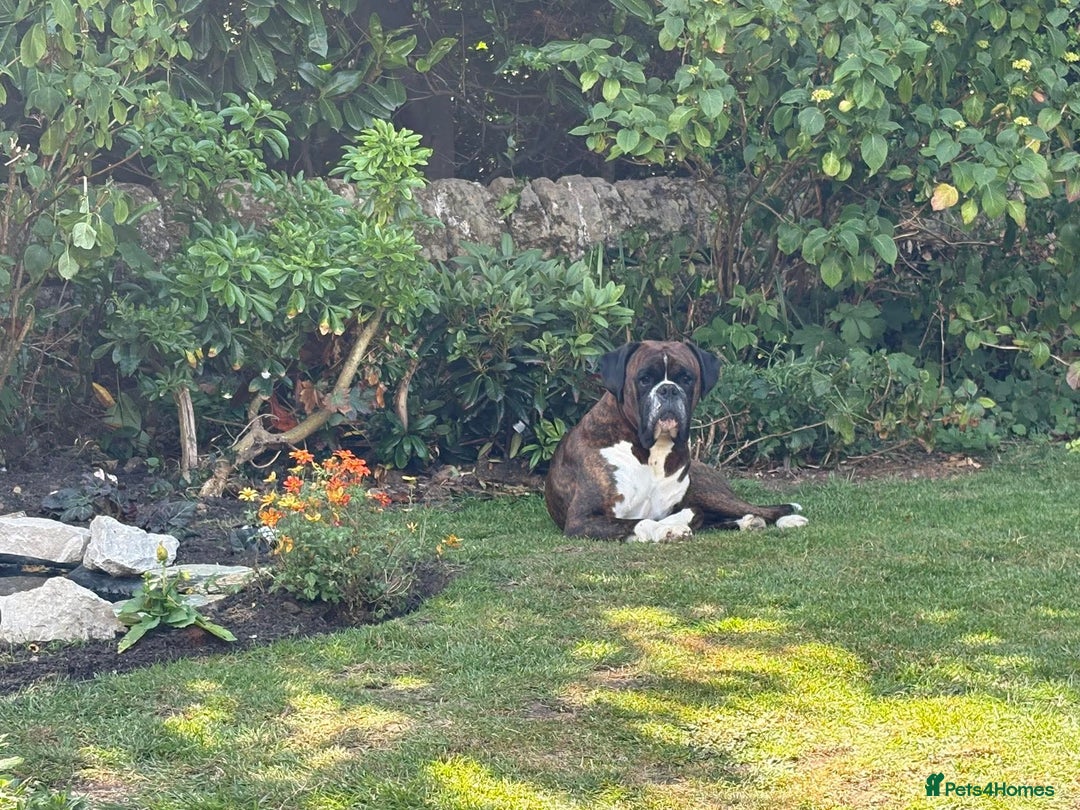Boxer dogs for sale: Champion Sired KC reg Boxer puppies available - Image 14