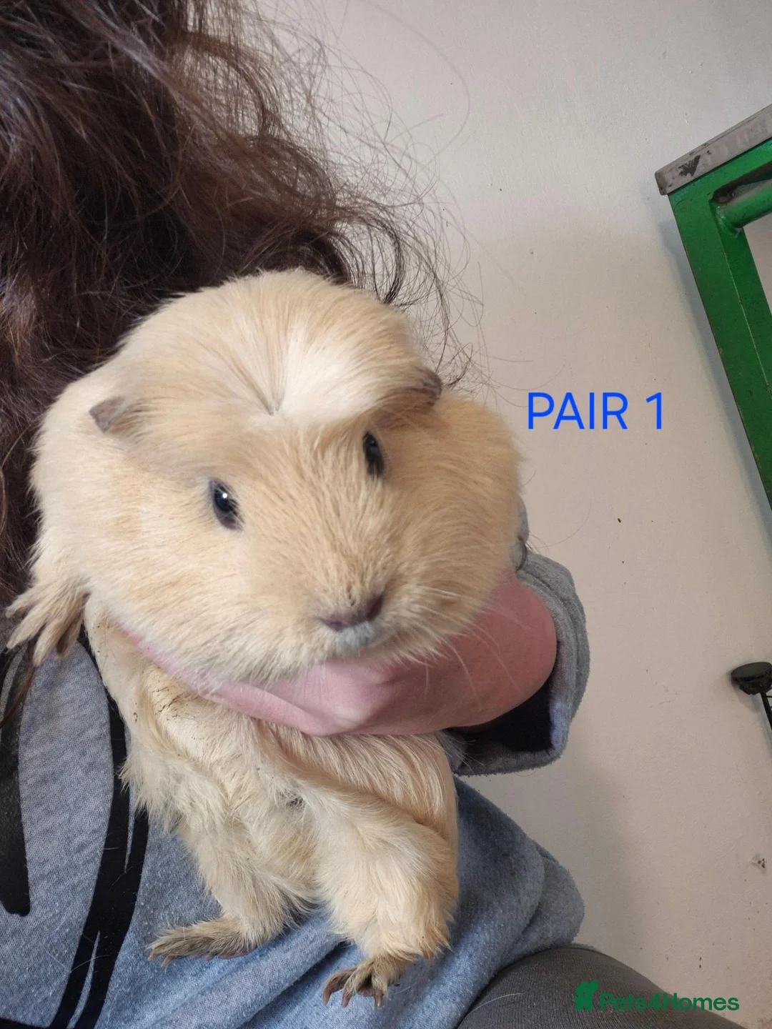 Guinea Pig rodents for sale: Female pairs for sale  - Advert 2