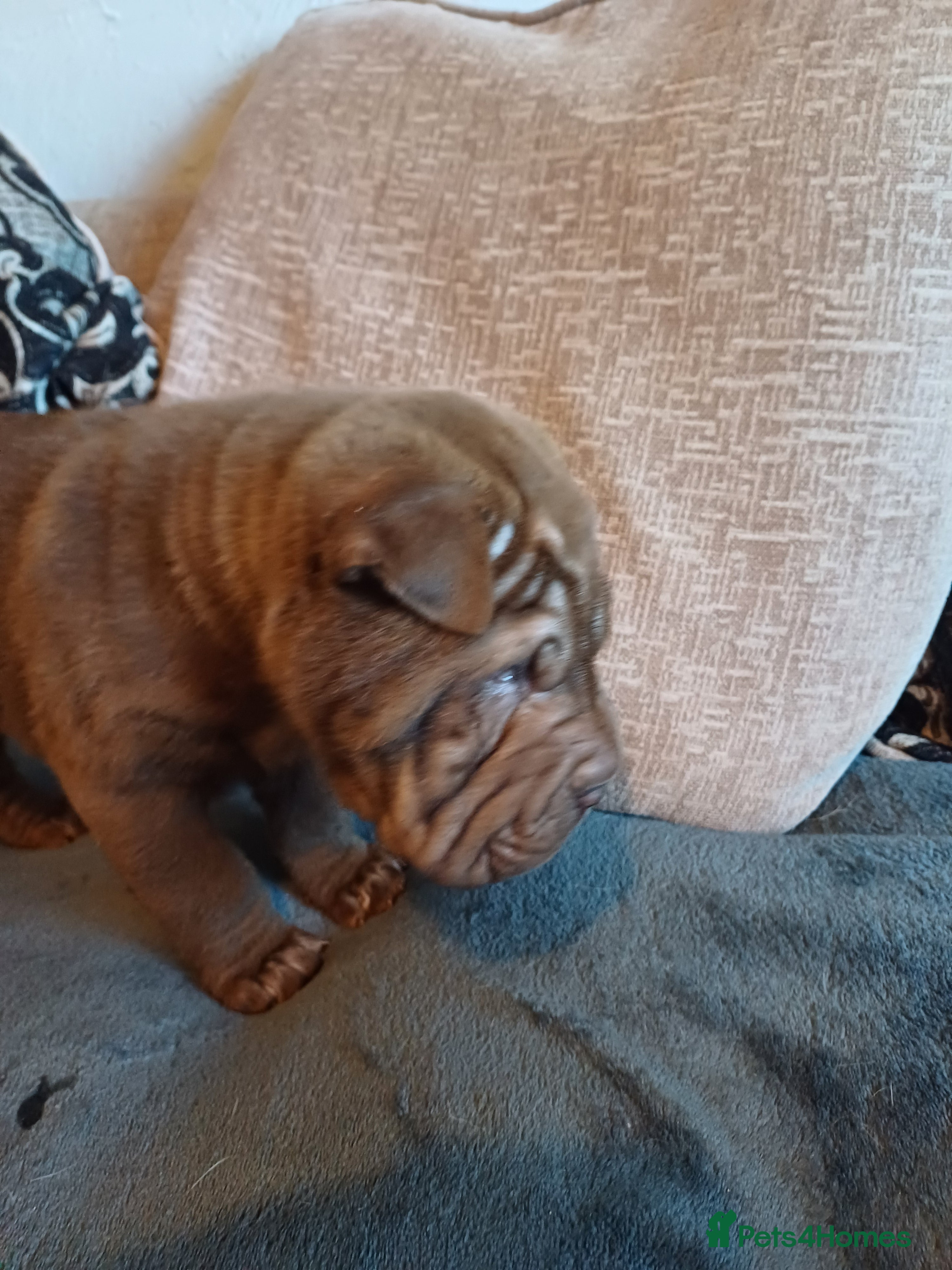 Shar Pei dogs Beautiful pups ready to leave on the 2nd January  - Advert 1