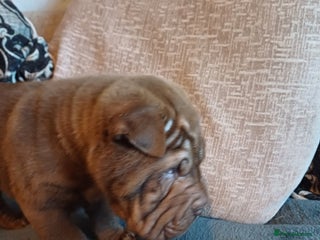 Shar Pei dogs Beautiful pups ready to leave on the 2nd January - Advert 1